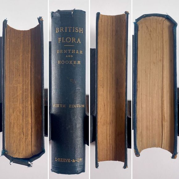 1895 Handbook of British Flora by George Bentham - Picture 13 of 13